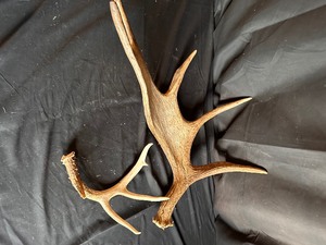 lot 77 image: Moose and Deer Antlers