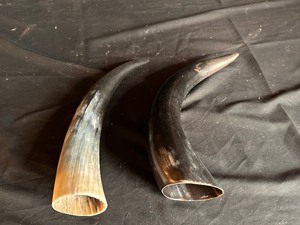 lot 80 image: 2 Polished Cow Horns