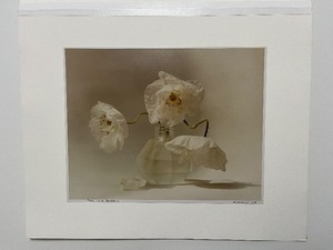 lot 321 image: Matted Photograph Print Signed by Jill Bedford Three White Poppies, 2005