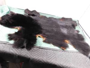 lot 49 image: Bear skin