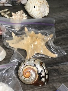 lot 327 image: Lot of Sea Shells and More