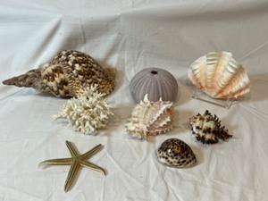 lot 175 image: Can you hear the ocean...Large SEASHELLS Lot