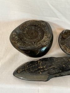 lot 232 image: Fossil of Prehistoric Ammonite Shell British Coast of Devon 1998