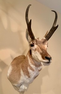 lot 4 image: Shoulder Mount Pronghorn