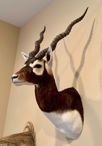 lot 14 image: Antelope Shoulder Mount