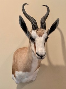 lot 85 image: Taxidermy Springbrook Antelope Shoulder Mount