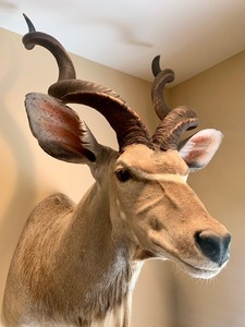 lot 86 image: Taxidermy Greater Kudo Shoulder Mount