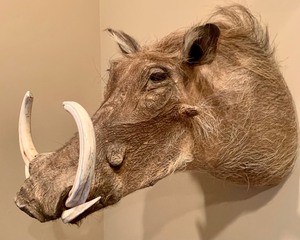 lot 30 image: Taxidermy Wild Boar Wall Mount