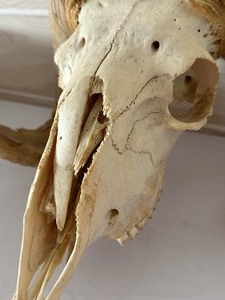 lot 129 image: Vintage Ram Skull