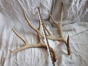lot 92 image: White Tail Dear Racks