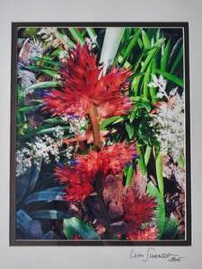 lot 176 image: Stunning Fine Art Naturalist Photography Print by Lisa Swenson - Ruby