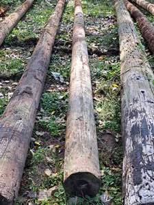 lot 848 image: 31 Wood Pole