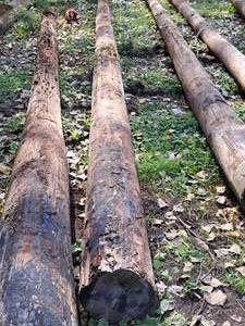 lot 850 image: 36 Wood Pole