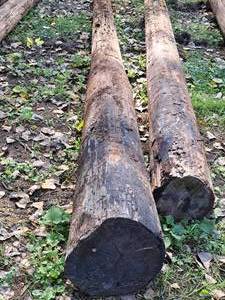lot 851 image: 30 Wood Pole
