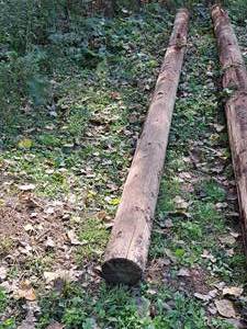 lot 855 image: 28 Wood Pole