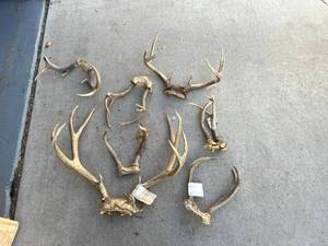 lot 121 image: Antlers