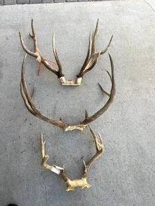 lot 122 image: Antlers
