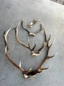 lot 126 image: Antlers