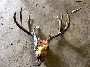 lot 276 image: Antlers