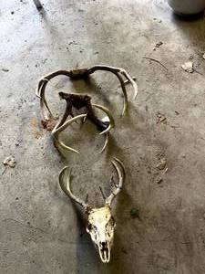 lot 277 image: Antlers