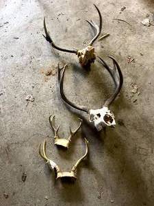 lot 278 image: Antlers