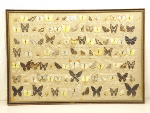 36 Wood Framed Genuine Butterfly Specimen Wall Display&nbsp