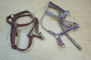 horse halter
