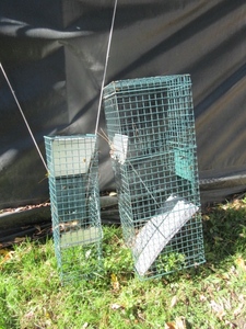 lot 192 image: TWO ANIMAL TRAPS