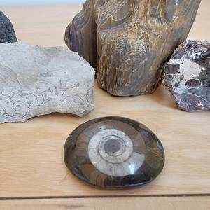 Petrified Rock and Geode Specimen Samples