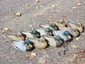 Rubber Duck Decoy Collection