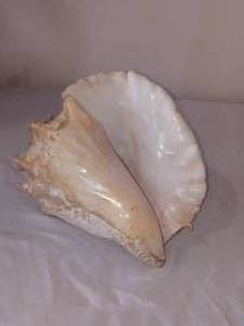 Seagulls, Conch Shells (2) Dcor.