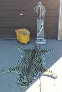 Cheeta Area Rug and More.