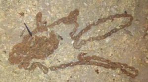 lot 314 image: Chain With 2 Hooks.