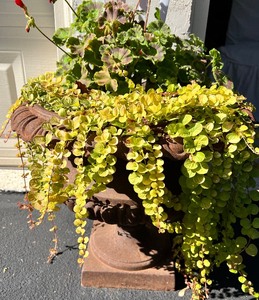lot 29 image: Heavy Cast Iron Urn #2