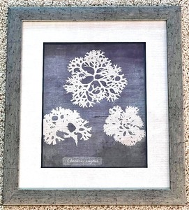 lot 165 image: Coral Print Framed Artwork of Chondrus Crispus and Navy Sea Fan
