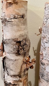 lot 266 image: Decorative Birch Log Pieces