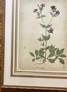 lot 65 image: Large Botanical Hanging Art - Purple - Lychnis