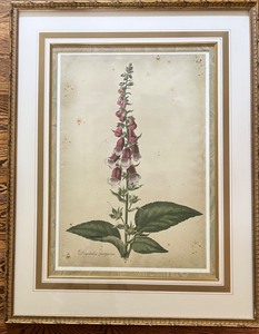 lot 66 image: Large Botanical Hanging Art - Digitalis Purpurea  Foxglove