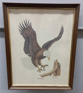 lot 7 image: Southern Bald Eagle by  Marney Lowder
