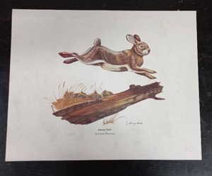 lot 35 image: Cottontail Rabbit Print by Marney Lowder