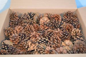 lot 4 image: Box of Pinecones For Decoration