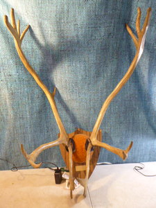 Wall Mounted Elk Antlers