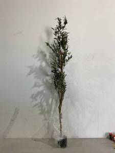lot 293 image: Kazeila Artificial Olive Tree