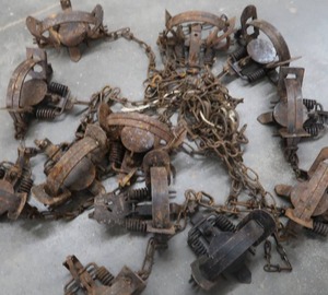lot 49 image: TRAPS