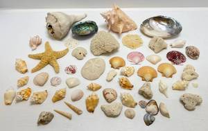 lot 72 image: Misc. Vintage Seashells, Starfish & More