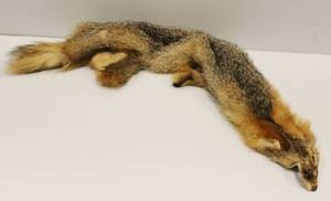 Nice Fox Pelt Approx. 36 Inches Long