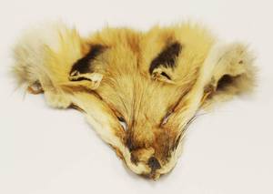 Fox Head Pelt
