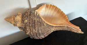 Two Sensational Seashells