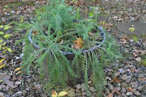 lot 211 image: Planter