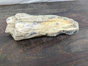 Piece Of Petrified Wood